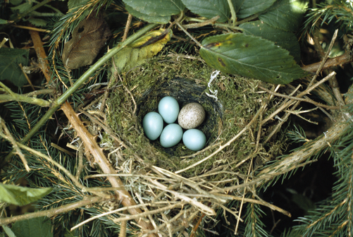 Dunnock nest parasitized by cuckoo. Here you can see the small pale blue dunnock eggs alongside the larger , grey cuckoo egg © JOHN HAWKINS/ FLPA/ MINDEN PICTURES/National 