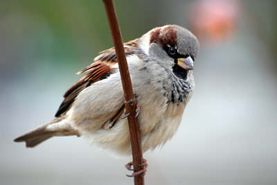 Male House Sparrow: photo © Vasil Ishmatov 