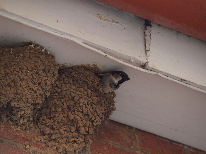 House sparrow nest in the eaves of a house