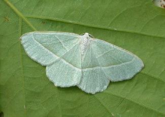 Emerald moth (Photo © Nick Greatorex-Davies )