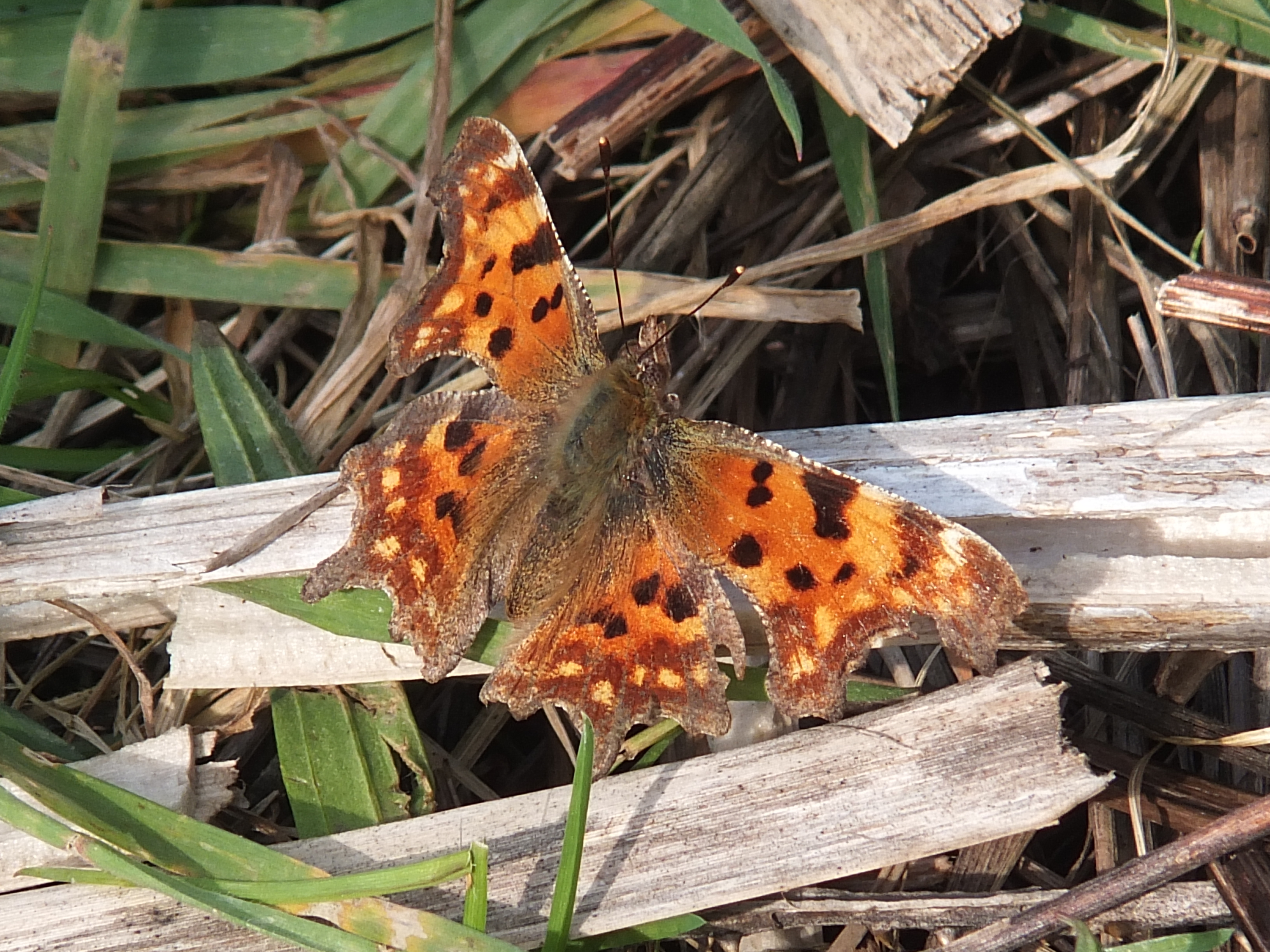 Comma butterfly (Polygonia c-album) with its distinctive ragged wings 