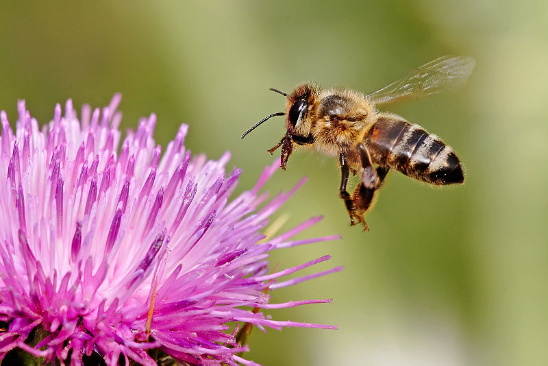 Honeybee (Apis mellifera) 