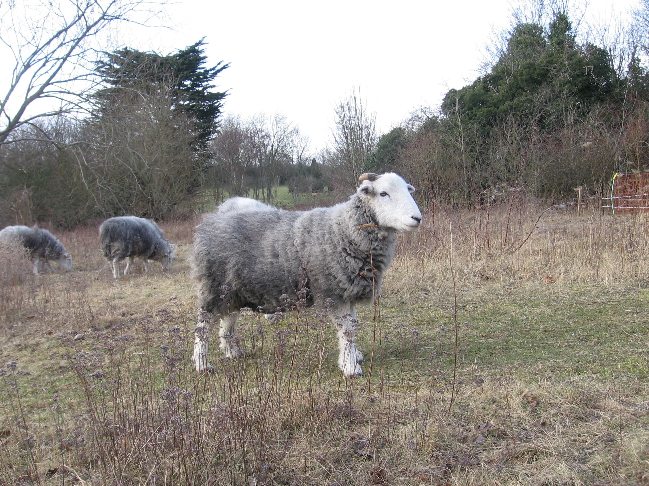 Sheep grazing at Cuddington Meadows during the winter