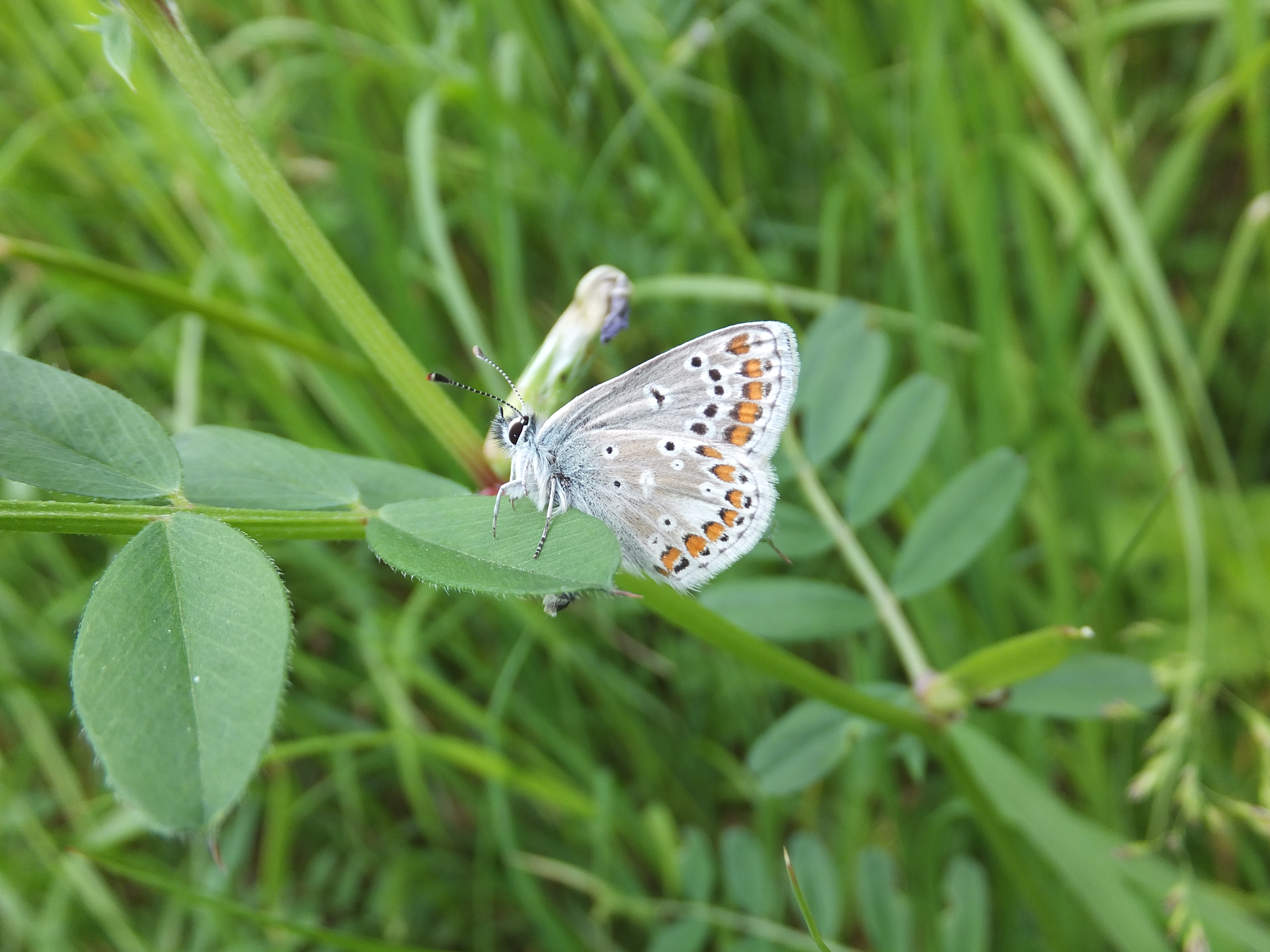 Common Blue butterfly at Kimpton 