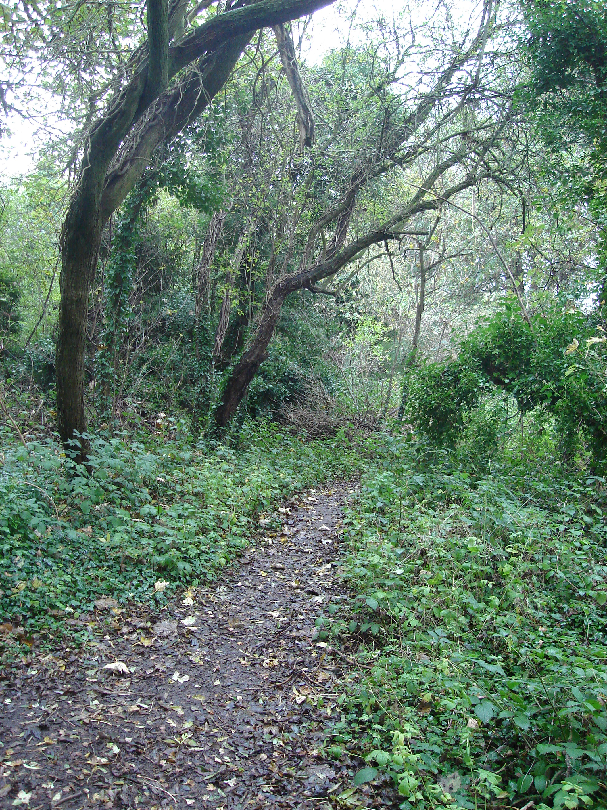 Queen Mary's Woodland 
