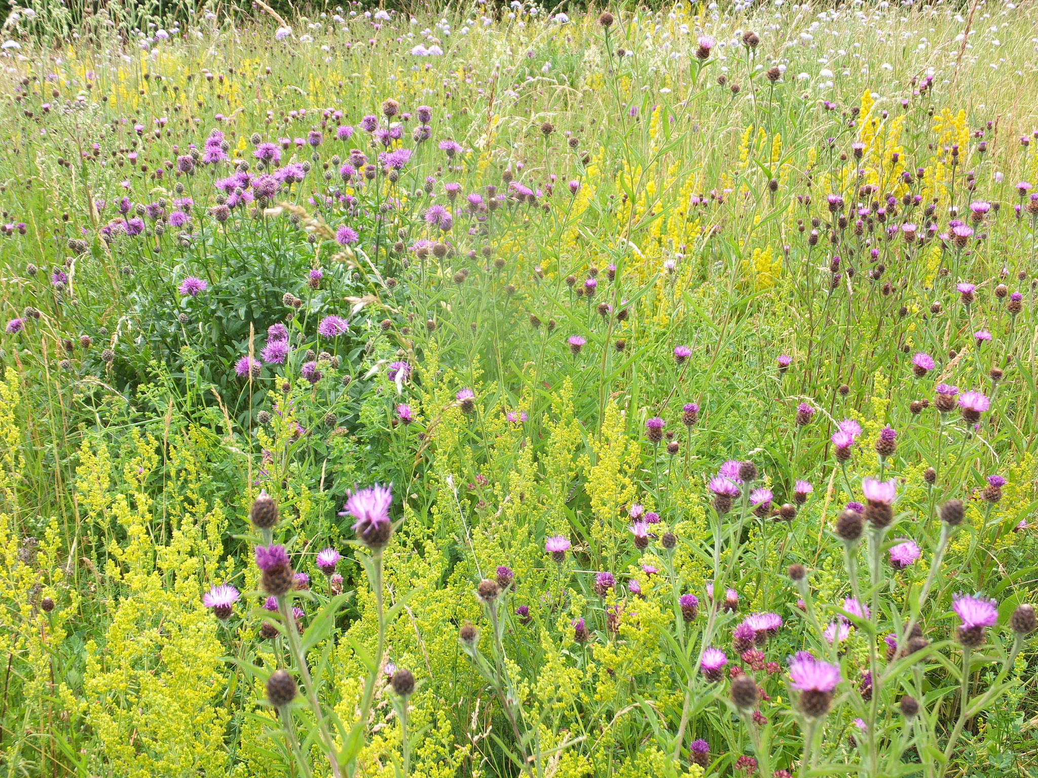 Flora Assemblage and Cuddington Meadow 