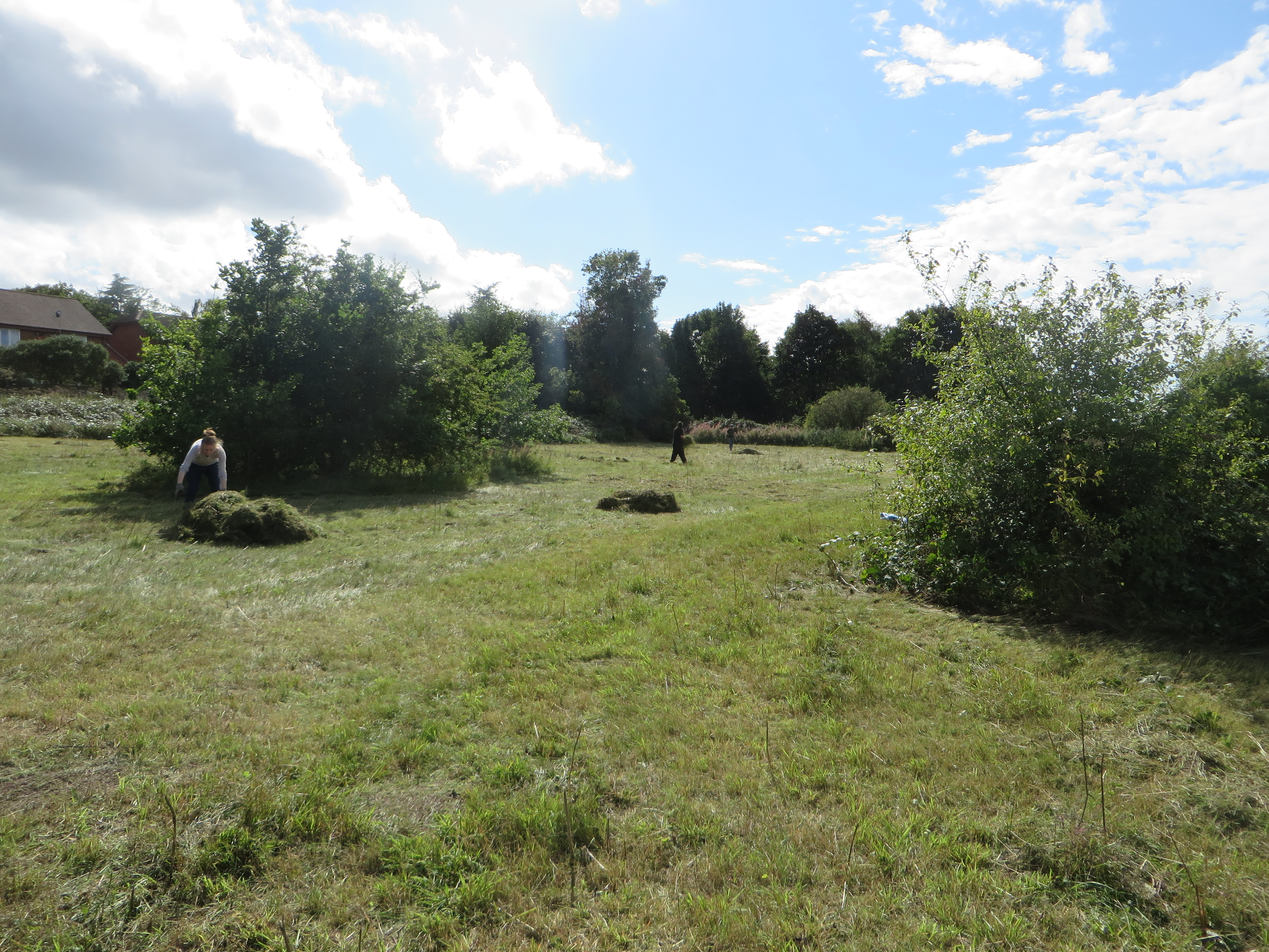 The 'receptor' site with piles of 'green hay' ready for scattering. 