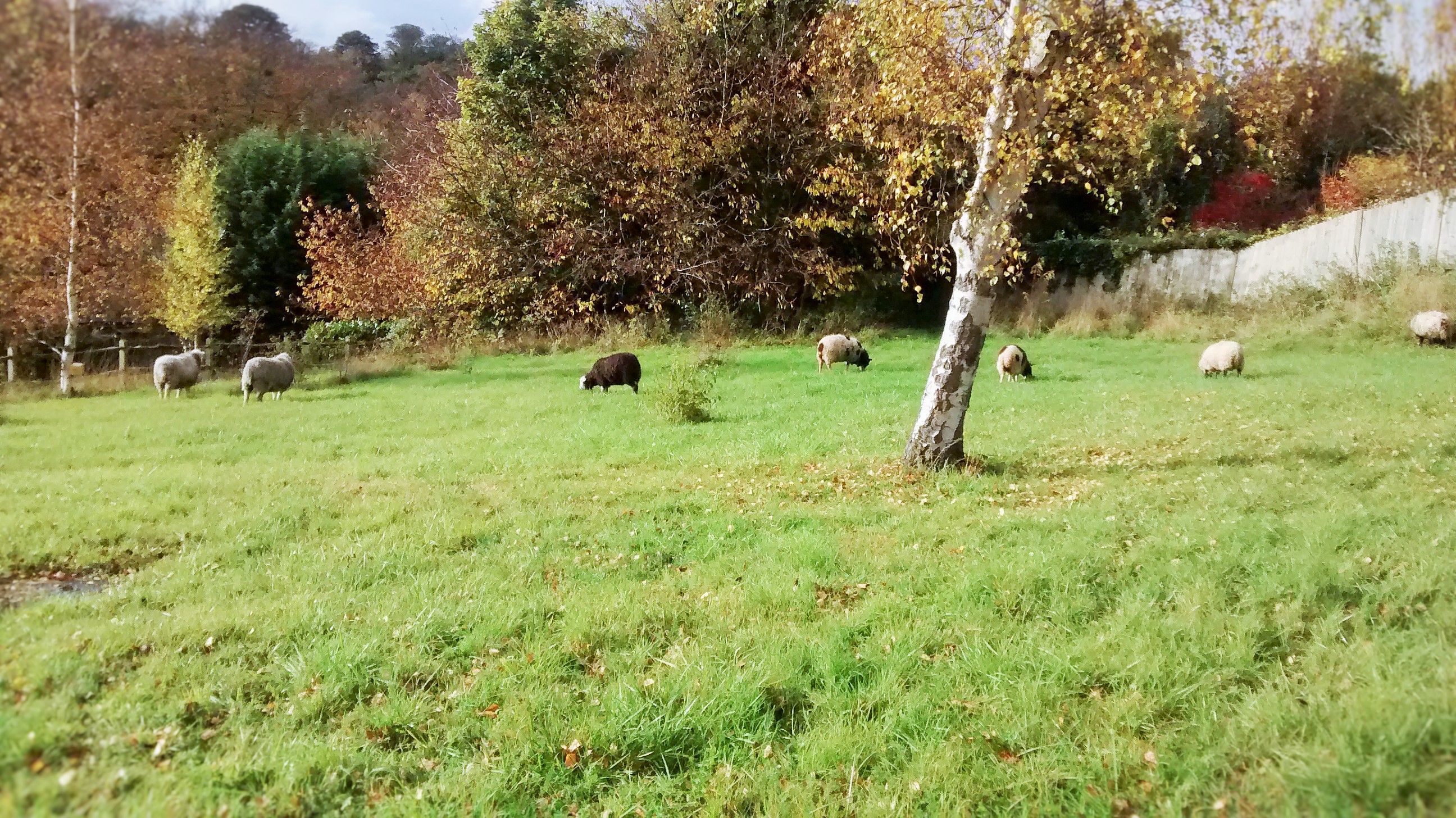 Sheep grazing Wellfield West on Wednesday 4 November