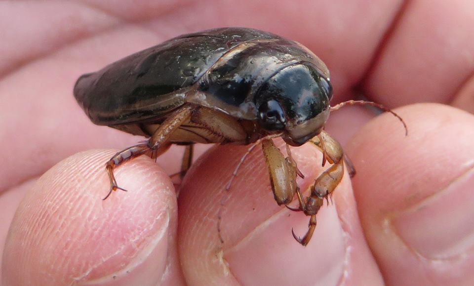 great diving beetle dytiscus marginalis