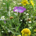 Wildflower Meadow @ Wallington County Grammar School