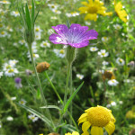 Wildflower Meadow @ Wallington County Grammar School