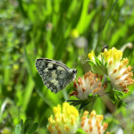 Marbled white (Melanargia galathea)