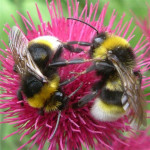 6. Vestal cuckoo bees pair