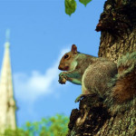 5. A squirrel's eye view