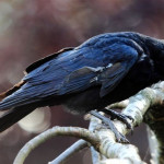 10.The cautious carrion crow