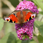 9. Butterfly on buddleia