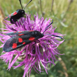 We didn't see this 6-spot Burnet during our workshop but it's very common in gardens, parks and meadows!