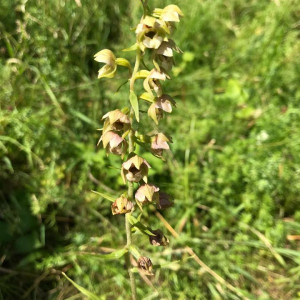 Jul-25-2019-Broad-leaved-Helleborine-Wellfield-North
