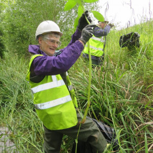 Jun-13-2019-Himalayan-Balsam-Beddington-Farmlands