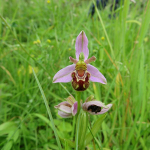 Jun-20-2019-Bee-Orchid