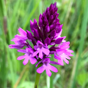 Jun-2019-Pyramidal-Orchid