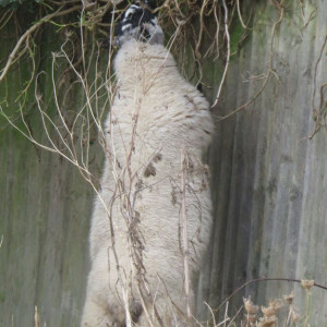 Nov 14 2019 Sheep grazing at Wellfield West