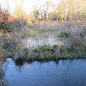 Nov Dec 2019 Pond clearance Sutton Ecology Centre, Wandle Valley, Kimpton