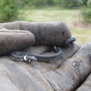 Sept-5-2019-Grass-Snake-at-Cuddington-Meadow